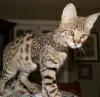 Photo №1. savannah cat - for sale in the city of Florenville | Is free | Announcement № 128965