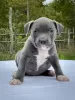 Additional photos: American bully