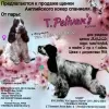 Photo №2 to announcement № 18773 for the sale of english cocker spaniel - buy in Russian Federation breeder