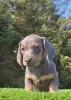 Photo №1. dachshund - for sale in the city of Illinois City | 350$ | Announcement № 114991