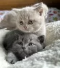 Photo №1. british shorthair - for sale in the city of Larissa | Is free | Announcement № 125712