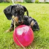 Photo №2 to announcement № 104203 for the sale of dachshund - buy in Australia private announcement