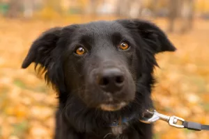 Photo №3. Metis Border Collie Teddy is looking for a loving host. Russian Federation