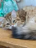 Photo №3. Siberian cat. Russian Federation