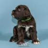 Photo №2 to announcement № 98482 for the sale of portuguese water dog - buy in Portugal breeder