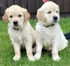 Photo №1. golden retriever - for sale in the city of Nottingham | 473$ | Announcement № 11286