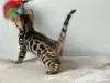 Photo №2 to announcement № 96867 for the sale of bengal cat - buy in United Kingdom private announcement, from nursery, breeder