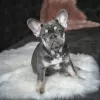 Photo №1. french bulldog - for sale in the city of Minsk | 2500$ | Announcement № 19762