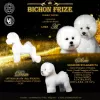 Photo №1. bichon frise - for sale in the city of Барвенково | negotiated | Announcement № 9576