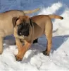 Photo №1. bullmastiff - for sale in the city of Wisconsin Dells | negotiated | Announcement № 110073