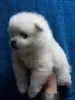 Photo №1. pomeranian - for sale in the city of Olovo | 300$ | Announcement № 63512