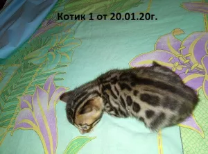 Additional photos: Bright Bengal kittens