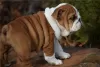 Photo №2 to announcement № 110076 for the sale of english bulldog - buy in United States 