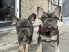 Photo №2 to announcement № 38249 for the sale of french bulldog - buy in Germany private announcement