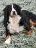 Additional photos: 10 Bernese Mountain Dog to reserve litter registered LOF - Large Size - Parents