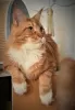 Photo №4. Mating maine coon in Israel. Announcement № 35325