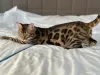 Additional photos: Gorgeous Bengal boy