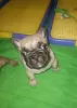 Photo №1. non-pedigree dogs - for sale in the city of Zaporizhia | negotiated | Announcement № 84093