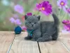 Photo №1. british shorthair - for sale in the city of Miami | 300$ | Announcement № 93376