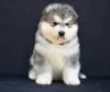 Photo №2 to announcement № 109954 for the sale of alaskan malamute - buy in Serbia 