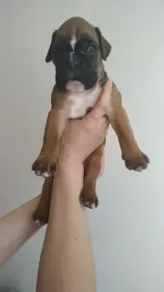 Additional photos: German Boxer Puppies