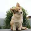 Photo №2 to announcement № 56736 for the sale of welsh corgi - buy in Russian Federation private announcement, from nursery, breeder