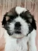 Additional photos: Purebred Shih Tzu puppies.