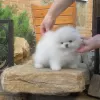 Photo №2 to announcement № 130652 for the sale of pomeranian - buy in Germany private announcement