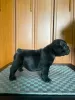 Additional photos: French bulldog puppies