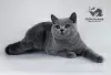 Photo №1. british shorthair - for sale in the city of Bobruisk | 450$ | Announcement № 11154