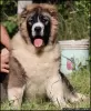 Photo №1. caucasian shepherd dog - for sale in the city of Москва | negotiated | Announcement № 19634