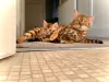 Photo №1. bengal cat - for sale in the city of Корк | Is free | Announcement № 9461