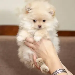 Photo №2 to announcement № 4914 for the sale of pomeranian - buy in Ukraine from nursery