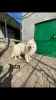 Additional photos: Samoyed puppies