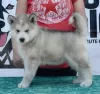 Photo №4. I will sell alaskan malamute in the city of Uzdin.  - price - negotiated