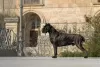 Additional photos: Cane corso puppies