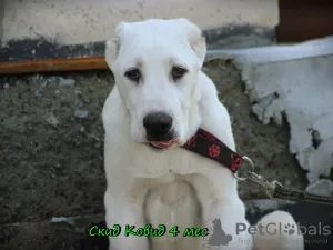 Photo №3. Central Asian Shepherd Puppy. Russian Federation