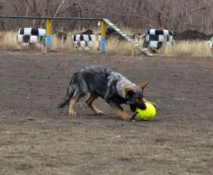 Additional photos: German Shepherd Working Breeding