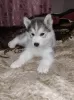 Additional photos: We offer for sale puppies of the Siberian Husky breed. From wonderful parents,