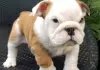 Photo №1. english bulldog - for sale in the city of Sodankylä | Is free | Announcement № 128233