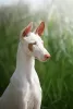 Photo №1. ibizan hound - for sale in the city of Vilnius | 2008$ | Announcement № 58787