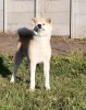 Photo №3. The kennel offers Akita Inu puppies. Ukraine