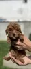 Additional photos: Little red poodle