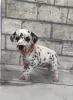 Photo №1. dalmatian dog - for sale in the city of Warsaw | 416$ | Announcement № 31236