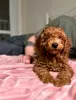 Additional photos: Poodle puppies