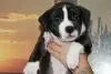 Additional photos: American Staffordshire Terrier puppies