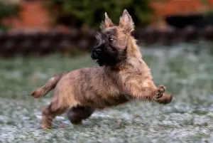 Additional photos: Girls Cairn Terrier