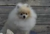 Additional photos: Pomeranian-Pomeranian Boo