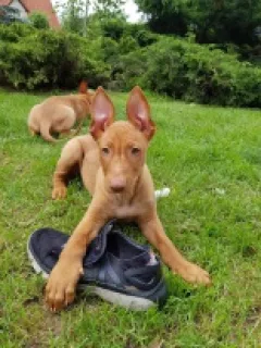 Photo №3. Puppies for sale. Poland