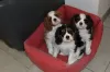 Photo №1. cavalier king charles spaniel - for sale in the city of Lille | negotiated | Announcement № 80863